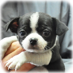 ミックス　ブリーダー子犬販売専門店　Angel Wan　横浜