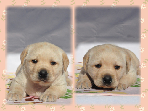 ラブラドールレトリバー ブリーダー子犬販売専門店 Angel Wan 東京 神奈川 千葉