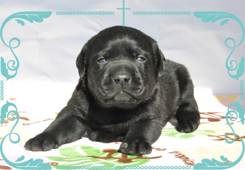 ラブラドールレトリバー　ブリーダー子犬販売専門店　Angel Wan 東京　神奈川　千葉