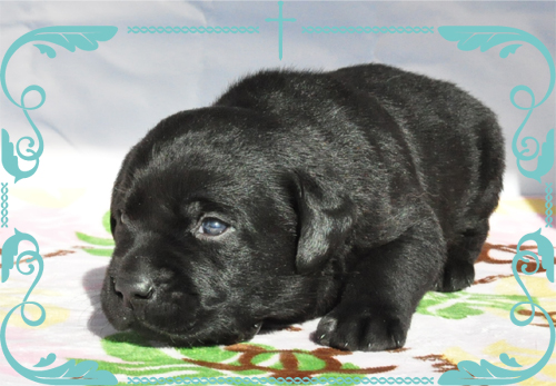 ラブラドールレトリバー　ブリーダー子犬販売専門店　Angel Wan 東京　神奈川　千葉