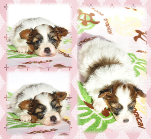 パピヨン　ブリーダー子犬販売専門店　Angel Wan 東京　神奈川　千葉