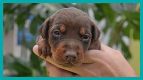 ドーベルマン　ブリーダー子犬販売専門店 AngelWan　東京　神奈川　千葉