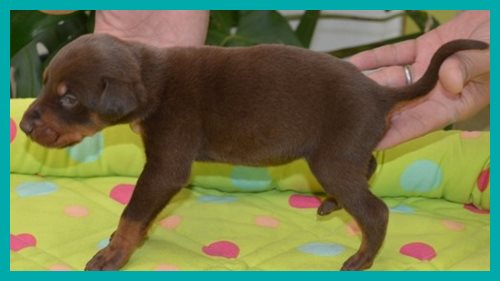 ドーベルマン　ブリーダー子犬販売専門店 AngelWan　東京　神奈川　千葉