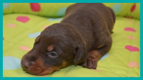 ドーベルマン　ブリーダー子犬販売専門店 AngelWan　東京　神奈川　千葉