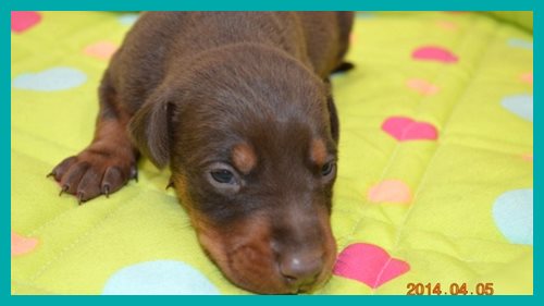 ドーベルマン　ブリーダー子犬販売専門店 AngelWan　東京　神奈川　千葉