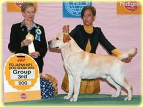 ラブラドールレトリバー ブリーダー子犬販売専門店 AngelWan 東京 神奈川 千葉