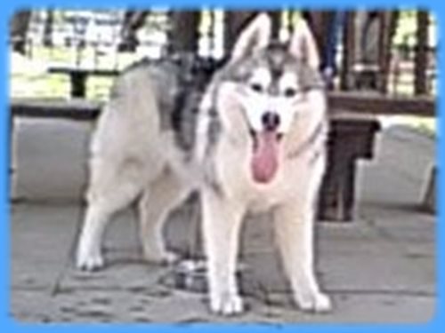 シベリアンハスキー　ブリーダー子犬販売専門店　AngelWan 東京　神奈川　千葉