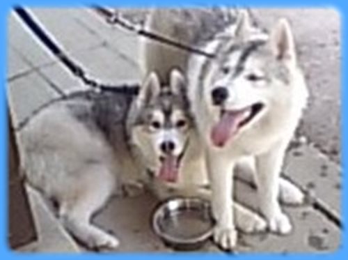 シベリアンハスキー　ブリーダー子犬販売専門店　AngelWan 東京　神奈川　千葉