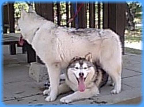 シベリアンハスキー　ブリーダー子犬販売専門店　AngelWan 東京　神奈川　千葉