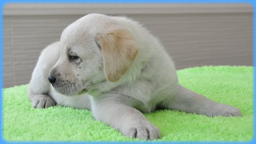 ラブラドールレトリバー ブリーダー子犬販売専門店 AngelWan 東京 神奈川 千葉