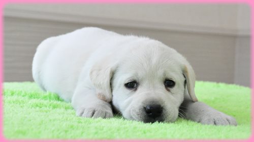 ラブラドールレトリバー　ブリーダー子犬販売専門店　AngelWan 東京　神奈川　千葉