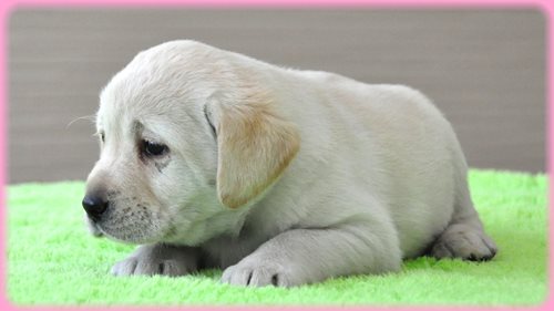 ラブラドールレトリバー　ブリーダー子犬販売専門店　AngelWan 東京　神奈川　千葉