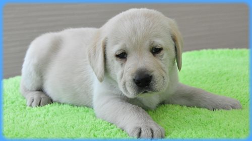 ラブラドールレトリバー ブリーダー子犬販売専門店 AngelWan 東京 神奈川 千葉