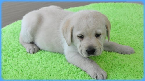 ラブラドールレトリバー ブリーダー子犬販売専門店 AngelWan 東京 神奈川 千葉