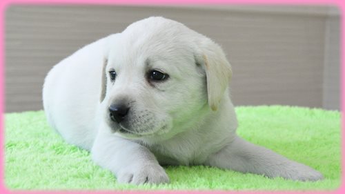 ラブラドールレトリバー　ブリーダー子犬販売専門店　AngelWan 東京　神奈川　千葉