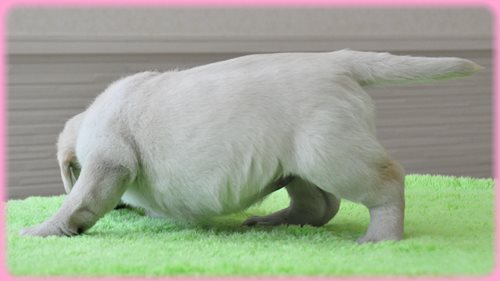 ラブラドールレトリバー　ブリーダー子犬販売専門店　AngelWan 東京　神奈川　千葉