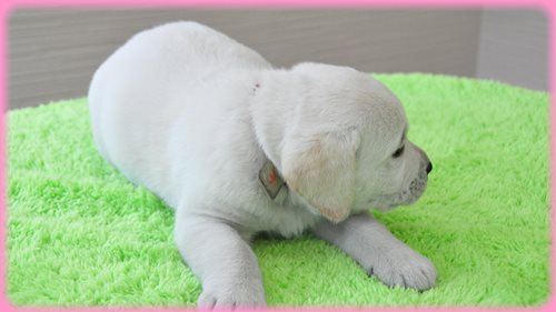 ラブラドールレトリバー　ブリーダー子犬販売専門店　AngelWan 東京　神奈川　千葉