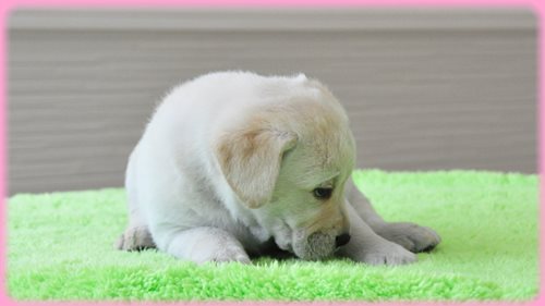 ラブラドールレトリバー　ブリーダー子犬販売専門店　AngelWan 東京　神奈川　千葉