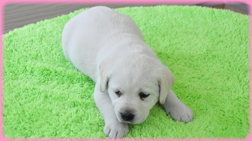 ラブラドールレトリバー　ブリーダー子犬販売専門店　AngelWan 東京　神奈川　千葉