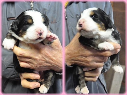 バーニーズマウンテンドッグ ブリーダー子犬販売専門店　AngelWan 東京　神奈川　千葉