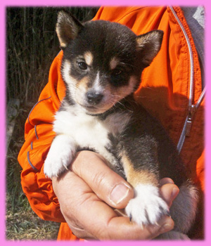 豆柴の子犬　黒　メス　子犬販売の専門店　AngelWan 横浜