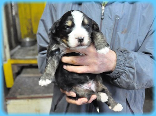 バーニーズマウンテンドッグ ブリーダー子犬販売専門店　AngelWan 東京　神奈川　千葉