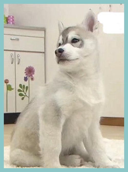 シベリアンハスキー　ブリーダー子犬販売専門店　AngelWan 東京　神奈川　千葉