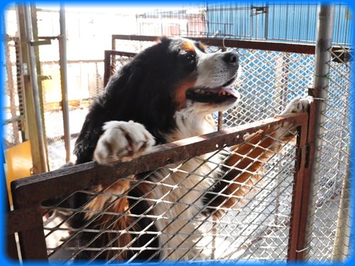 バーニーズマウンテンドッグ ブリーダー子犬販売専門店　AngelWan 東京　神奈川　千葉