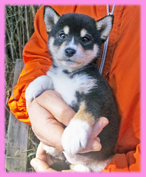 豆柴の子犬　黒　メス　子犬販売の専門店　AngelWan 横浜