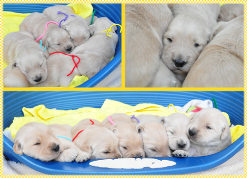 ゴールデンレトリバー　オス　メス　子犬販売の専門店　AngelWan　横浜