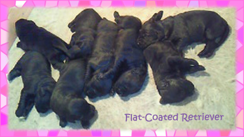 フラットコーテッドレトリバー　ブラック　子犬販売の専門店　AngelWan　横浜