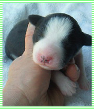 ボーダーコリー　ブラック＆ホワイト　オス　子犬販売の専門店　AngelWan　横浜