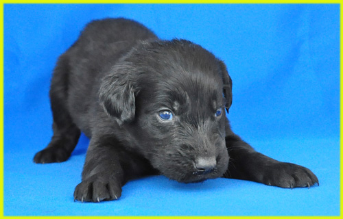 フラットコーテッドレトリバー　ブラック　オス　子犬販売の専門店　AngelWan　横浜