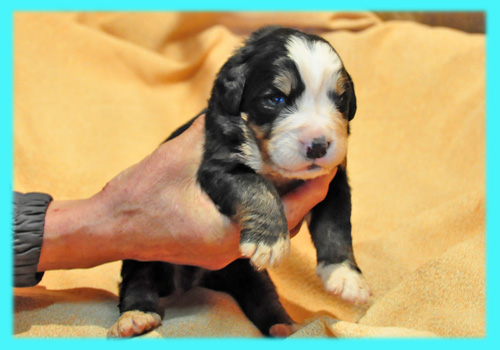 バーニーズマウンテンドッグ トライカラー オス 子犬販売の専門店 AngelWan 横浜