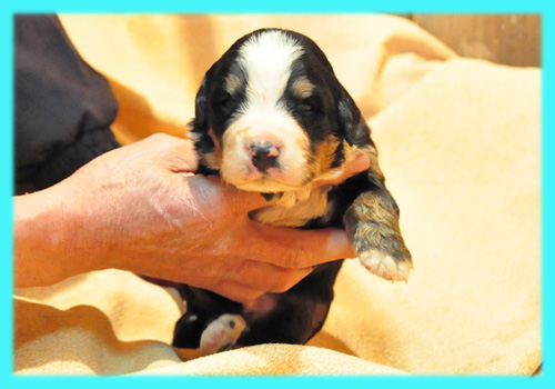 バーニーズマウンテンドッグ　トライカラー　オス　子犬販売の専門店　AngelWan　横浜