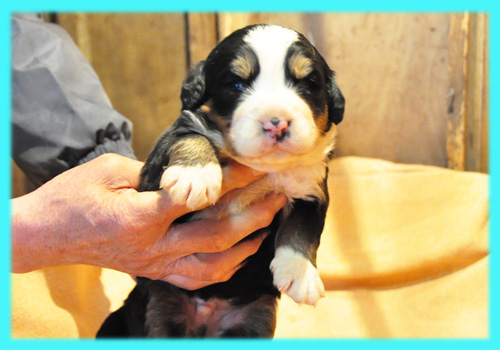 バーニーズマウンテンドッグ　トライカラー　オス　子犬販売の専門店　AngelWan　横浜