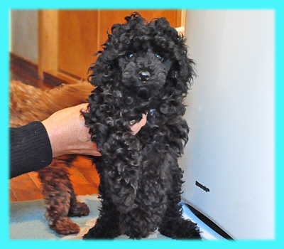 トイプードル ブラック オス 子犬販売の専門店 AngelWan 横浜
