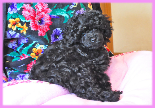 トイプードル ブラック メス 子犬販売の専門店 AngelWan 横浜