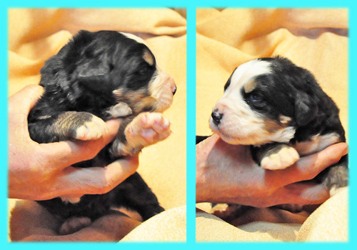 バーニーズマウンテンドッグ トライカラー オス 子犬販売の専門店 AngelWan 横浜