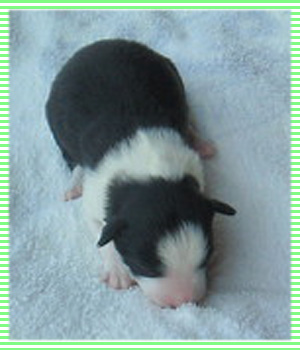 ボーダーコリー　ブラック＆ホワイト　オス　子犬販売の専門店　AngelWan　横浜