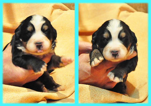 バーニーズマウンテンドッグ　トライカラー　オス　子犬販売の専門店　AngelWan　横浜