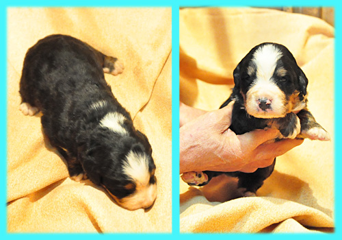 バーニーズマウンテンドッグ　トライカラー　オス　子犬販売の専門店　AngelWan　横浜