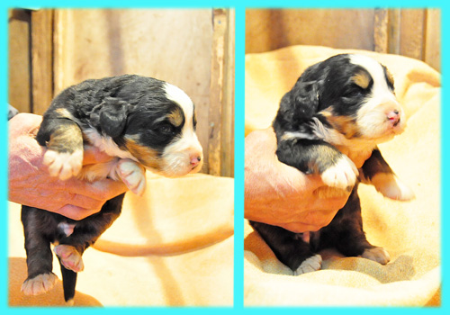 バーニーズマウンテンドッグ　トライカラー　オス　子犬販売の専門店　AngelWan　横浜