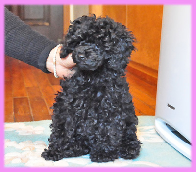 トイプードル ブラック メス 子犬販売の専門店 AngelWan 横浜