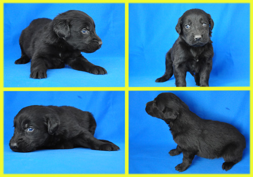 フラットコーテッドレトリバー　ブラック　オス　子犬販売の専門店　AngelWan　横浜