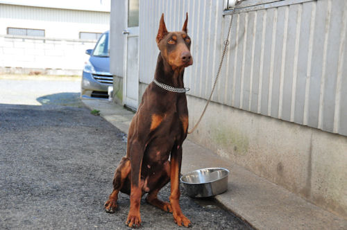父犬　血統優秀　ドーベルマン