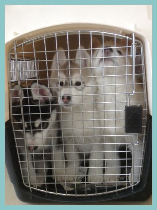 シベリアンハスキー　ブリーダー子犬販売専門店　AngelWan 東京　神奈川　千葉