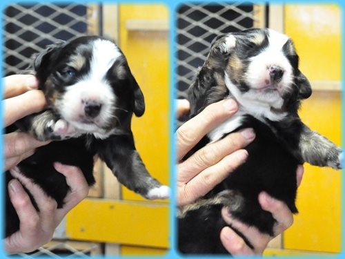 バーニーズマウンテンドッグ ブリーダー子犬販売専門店　AngelWan 東京　神奈川　千葉