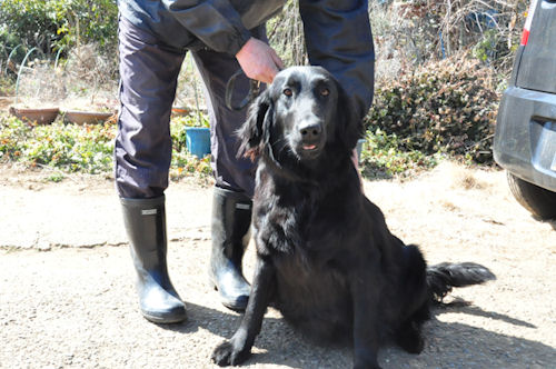 子犬販売の専門店　AngelWan　横浜　フラットコーテッドレトリーバー