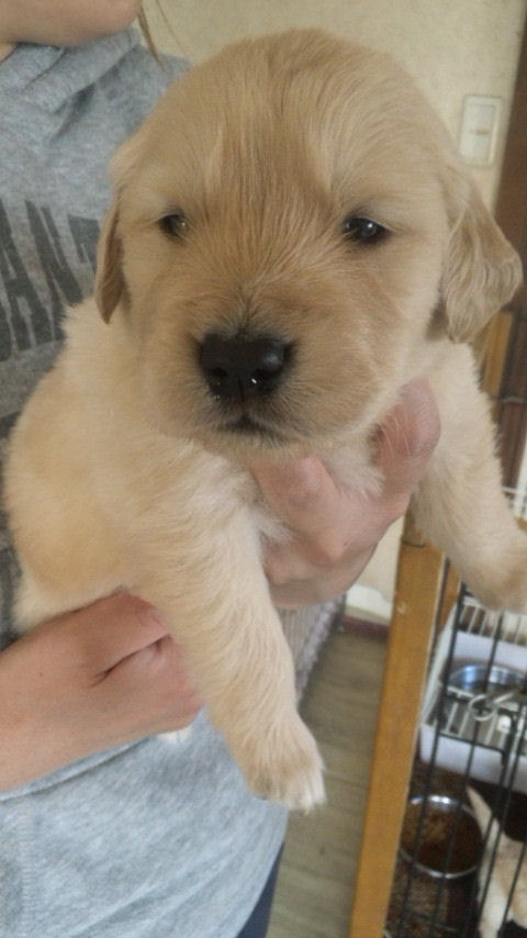 ゴールデンレトリバー　仔犬　画像　横浜　東京　千葉　埼玉　群馬　グンマフクシマ